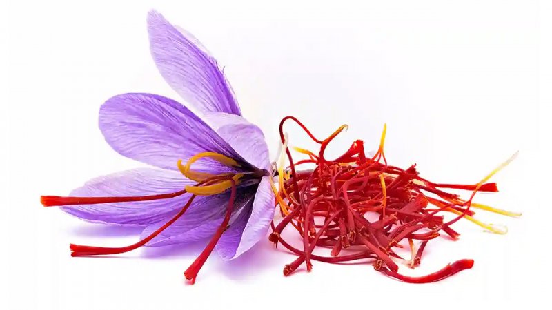 zarkaamland زرکاملند